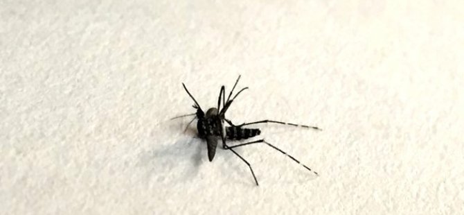 Asya kaplan sivrisineği ısırığının zararları nelerdir, ısırığına ne iyi gelir? Asya kaplan sivrisineği nerelerde görülür?