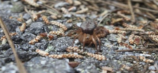 Kıbrıs’a Özgü Yeni Bir Örümcek Türüne Rastlandı