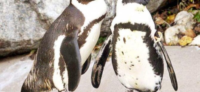 Hollanda hayvanat bahçesindeki gay penguen çift, lezbiyen penguen çiftin tüm yumurtalarını çaldı