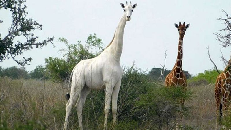 Ailesi Mart'ta öldürülen dünyanın bilinen tek beyaz zürafası korumaya alındı