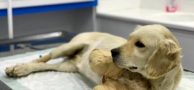 Ön iki bacağı kesilen yavru köpek hayati tehlikeyi atlattı