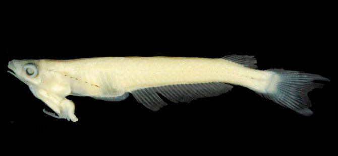 Penisi kafasında bulunan balık bilimsel olarak tanımlandı