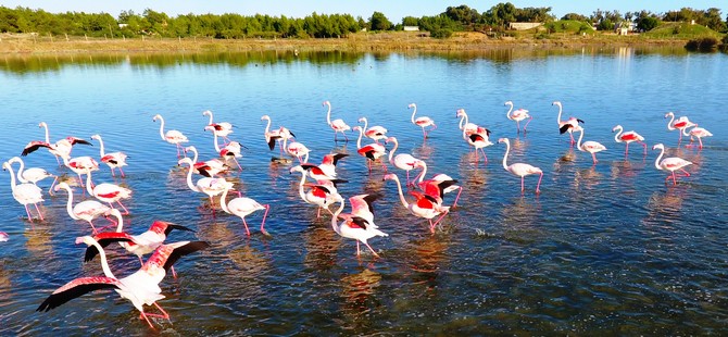 Flamingolar Gülseren Göleti'nde