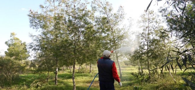 Ο Δήμος Iskele ξεκινά την καταπολέμηση του Pine Bug