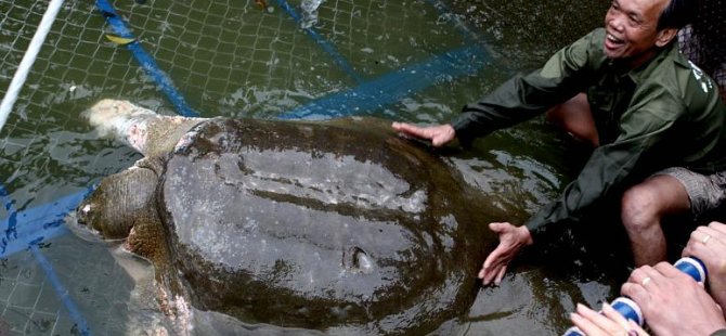 Βρέθηκε μια γυναίκα από το γιγαντιαίο χελώνα Yangtze, που παραμένει το μόνο αρσενικό δείγμα στον κόσμο