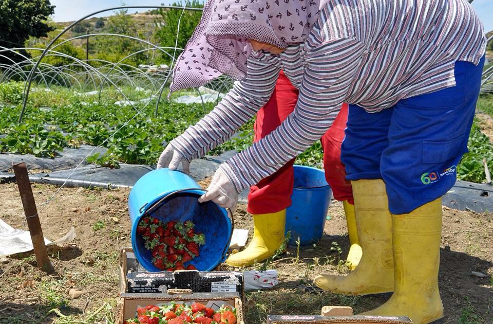 10. Yeşilırmak Çilek Festivali Telsim’in de desteğiyle gerçekleşiyor