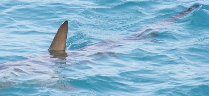 Επίθεση καρχαρία στη Νέα Ζηλανδία: 1 νεκρός