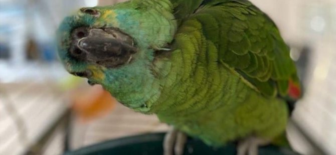 Cips düşkünü papağan şişmanlıktan uçamıyordu,diyet sonrası yeniden uçabildi