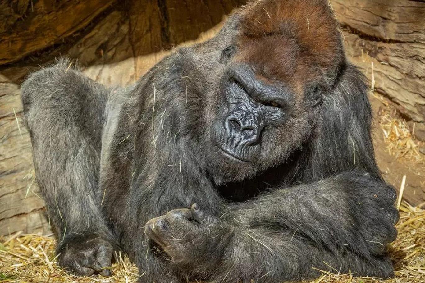 Kovid-19'a yakalanan goril, Trump'a uygulanan tedaviyle iyileşti
