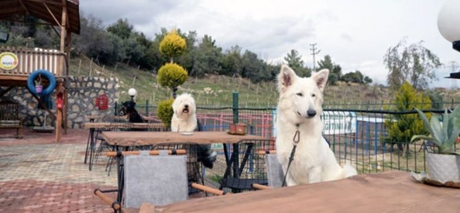 Καφέ για σκύλους στο Mersin: Υπάρχει ένα μπριζόλα στο μενού