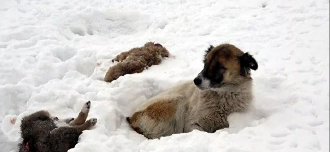 Köpek, donarak ölen yavrularının başından 5 gündür ayrılmıyor