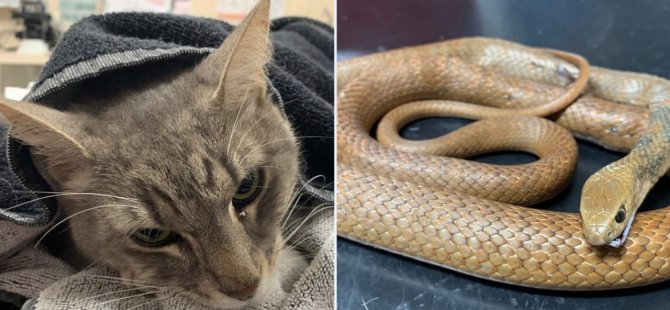 Η γάτα που έσωσε δύο παιδιά από δηλητηριώδες φίδι πεθαίνει μετά από δάγκωμα