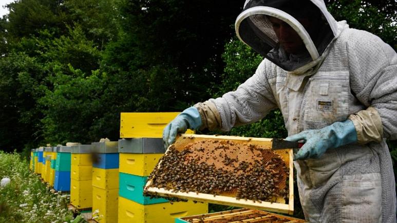 Οι Βρετανοί μελισσοκόμοι συμμετέχουν στο τροχόσπιτο «Brexit Rerets»