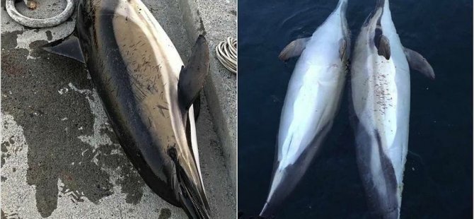 3 δελφίνια βρέθηκαν νεκρά σε μια μέρα στο Βόσπορο