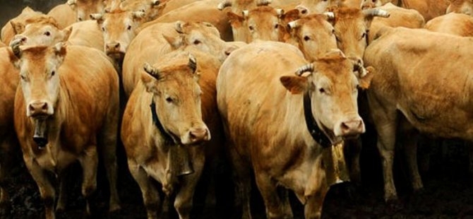 Türkiye'ye satılmak istenen ve hastalık taşıdığı iddia edilen İspanya'daki 850 sığır itlaf edilecek