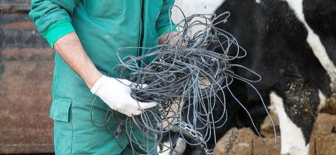 15 κιλά σχοινιού βγήκαν από την κοιλιά της χειρουργικής αγελάδας λόγω δυσκολιών σίτισης