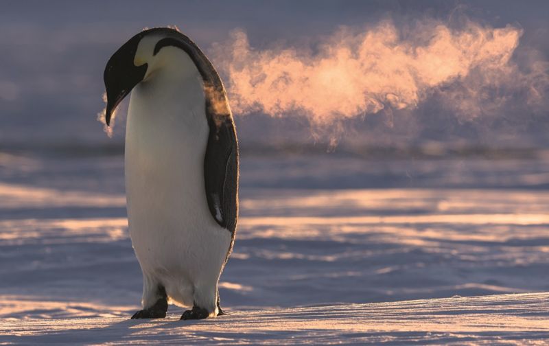 10 bin penguen ile birlikte geçirdiği ayları görüntüledi
