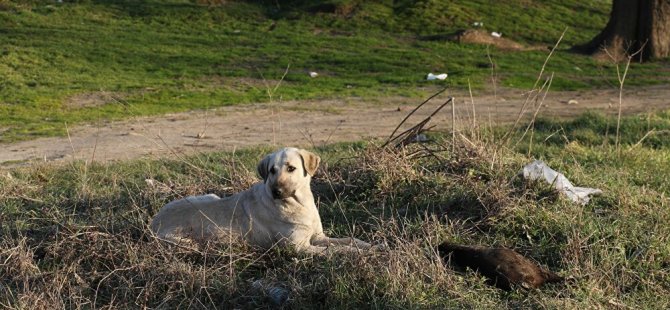 Edirne'de yakılarak öldürülen 8 köpek ile alakalı soruşturma başlatıldı