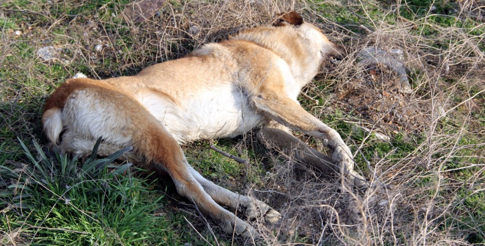 Değirmenlik’te köpek katliamı