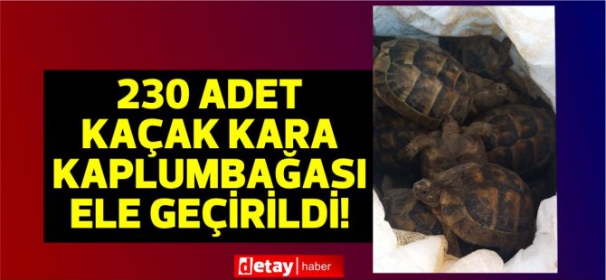 230 παράνομες χερσαίες χελώνες συλλαμβάνονται στο λιμάνι της Αμμοχώστου!