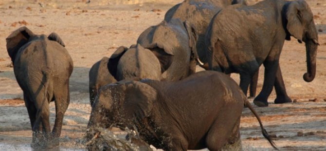 Güney Afrikalı Kaçak Avcı Fillerin Altında Ezilerek Öldü