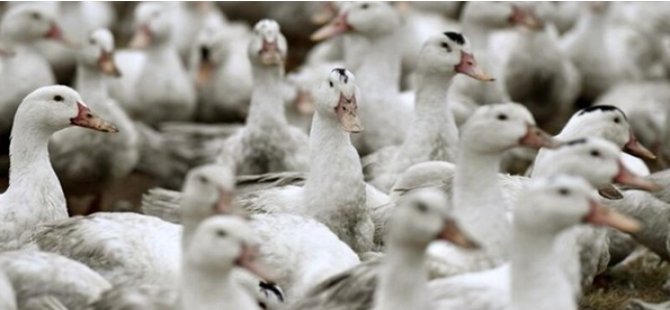 Danimarka'da 19 Bin Kaz Ve Ördek Kuş Gribi Nedeniyle İtlaf Ediliyor