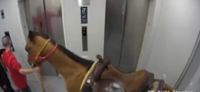 Asansöre at bindirmeye çalışan 2 kişiye gözaltı: 'Çalınır diye korktum'