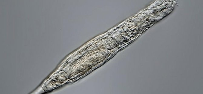 Donmuş toprak tabakasında bulunan mikroskobik canlı 24 bin yıl hayatta kaldı