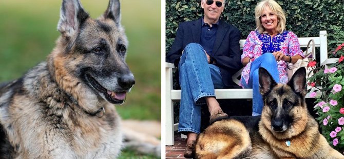 Biden Çiftinin Köpeği Champ, 13 Yaşında Hayatını Kaybetti; "Tatlı Oğlumuzu Özleyeceğiz"