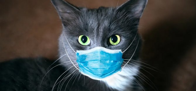 Rusya’da Hayvanlar İçin Koronavirüs Antikor Testi Geliştirildi