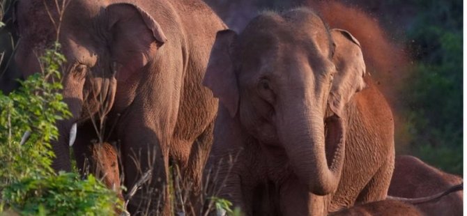 Fil Sürüsünün 500 Kilometrelik Esrarengiz Yolculuğu Bilim İnsanlarını Şaşırtıyor