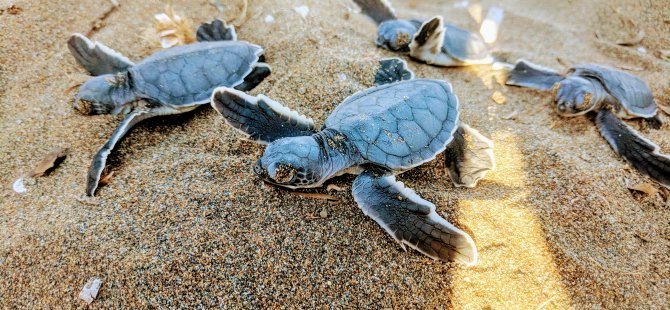 Kıbrıs Sahillerindeki Kaplumbağaları Korumak İçin 29 Yıldır Çalışıyorlar