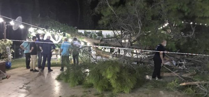 Antalya'da kır düğününde 15 metrelik çam devrildi: Bir kişi hayatını kaybetti