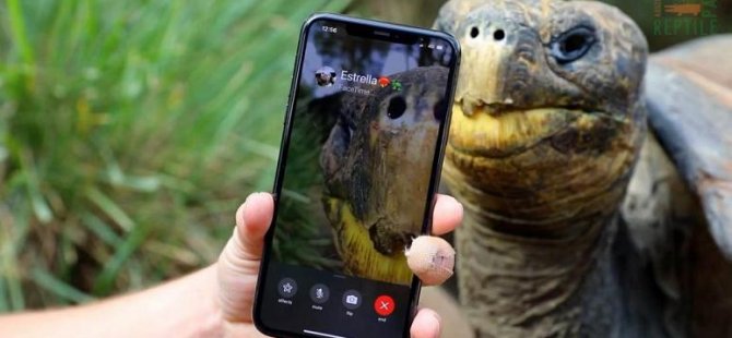 Nesli tükenmekte olan iki kaplumbağa FaceTime'da ilk buluşmasına çıktı