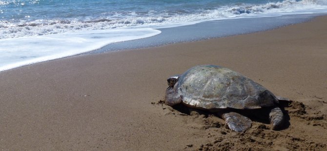 Karşıyaka Güzelyalı Sahili Kaplumbağa Projesi’nin İlk Etabı Yarın Gerçekleştirilecek