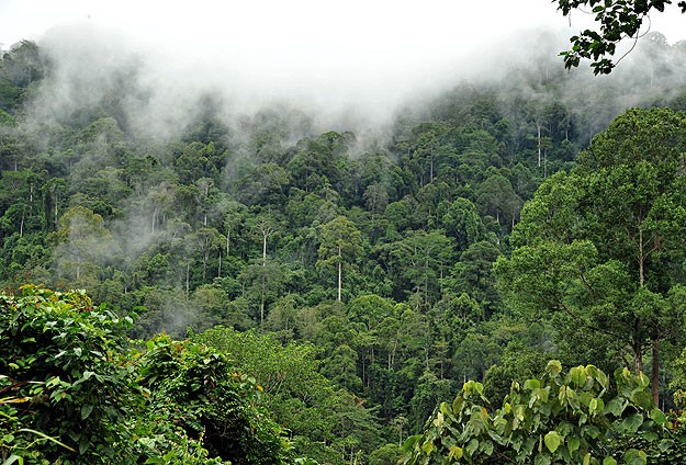 Amazon ormanları küçülüyor