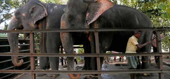 Sri Lanka'da filler için yasal düzenleme: En fazla 4 saat çalıştırılacaklar