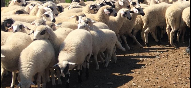 Güney Kıbrıs Veteriner Dairesi KKTC’de “koyun-keçi çiçek hastalığı” görülmesi nedeniyle alarma geçti