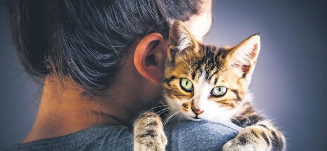 Bilimsel araştırma: Serbest bırakılan kediler daha çok kendini sevdirirken fazla sevilen kediler kaçıyor