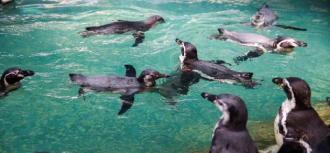 Koruma altındaki penguenler arı saldırısında öldü