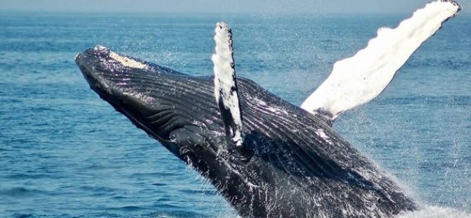 Norveç balina avından vazgeçmiyor