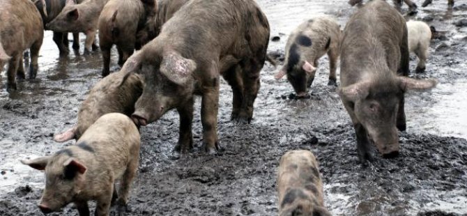 İngiltere'de işçi eksikliği nedeniyle 120 bin domuz itlaf edilebilir