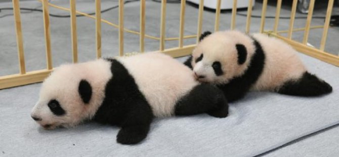 İkiz pandaların isimleri belli oldu: Xiao Xiao ve Lei Lei