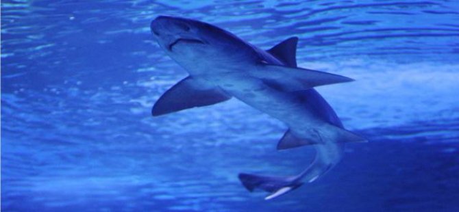Avustralya’da köpek balığı saldırısı: Bir yaralı