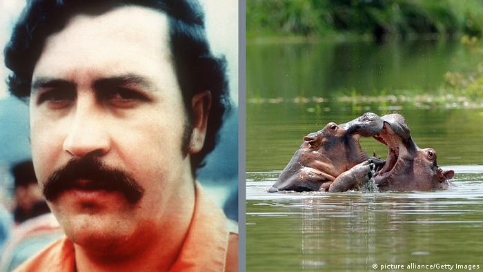 Pablo Escobar'ın su aygırları kısırlaştırıldı