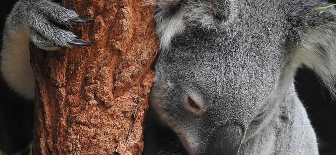 Avustralya'da Yayılan Ölümcül Klamidya Virüsü Koalaların Yaşamını Tehdit Ediyor