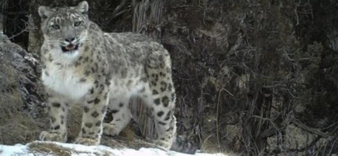 ABD’de 3 kar leoparı Kovid-19’dan öldü