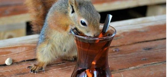 Sincap ‘Alvin’ Çay İçiyor, Cips Yiyor