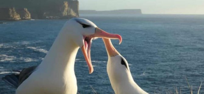 İklim Değişikliği Yuva Yıkıyor: En Sadık Tek Eşli Canlılardan Albatroslar Daha Sık ‘Boşanıyor’