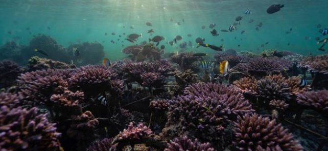 İklim Krizi: Dünyanın en büyük mercan kayalığı sisteminde yeni bir beyazlaşma felaketi